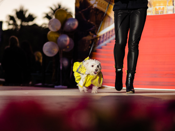 Dogs in Denim Fashion Show